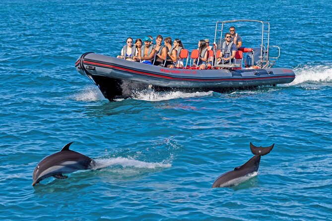 Dolphin Watching